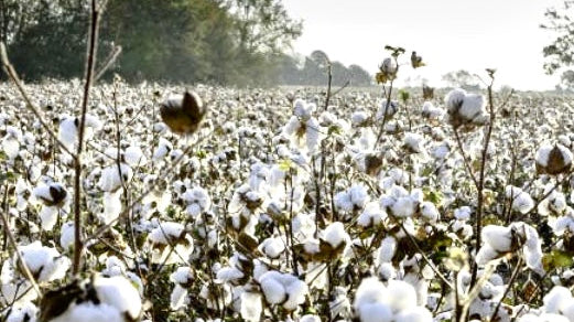 NATURALNE CZY SZTUCZNE? DLACZEGO WARTO WYBIERAĆ DZIANINY, KTÓRE ODDYCHAJĄ RAZEM Z TOBĄ?